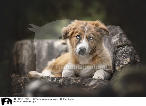 Border Collie Welpe / Border Collie Puppy / CF-01695