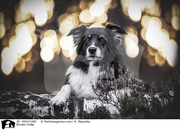 Border Collie / Border Collie / KR-01366