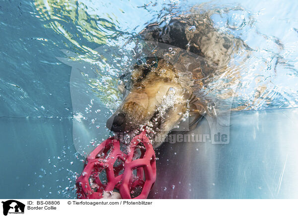 Border Collie / Border Collie / BS-08806