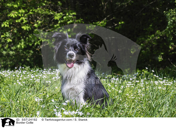 Border Collie / Border Collie / SST-24192