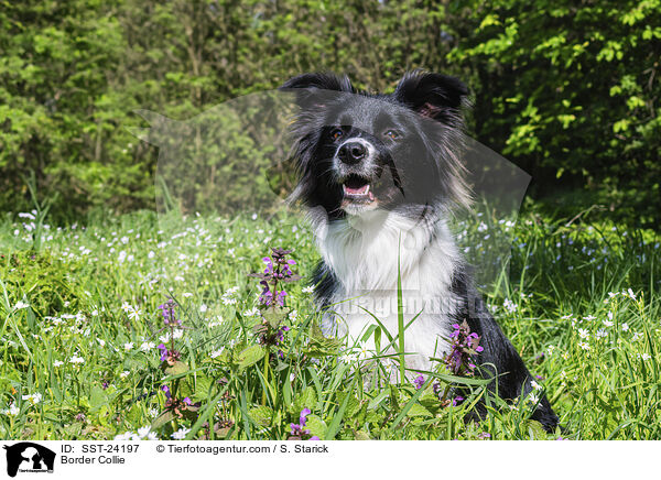 Border Collie / Border Collie / SST-24197