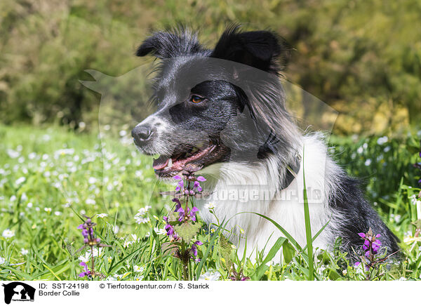 Border Collie / Border Collie / SST-24198