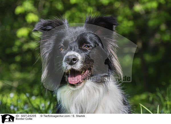 Border Collie / Border Collie / SST-24205