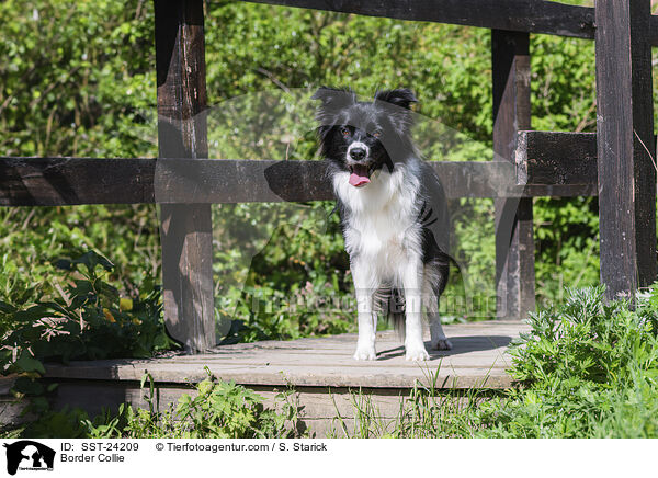 Border Collie / Border Collie / SST-24209