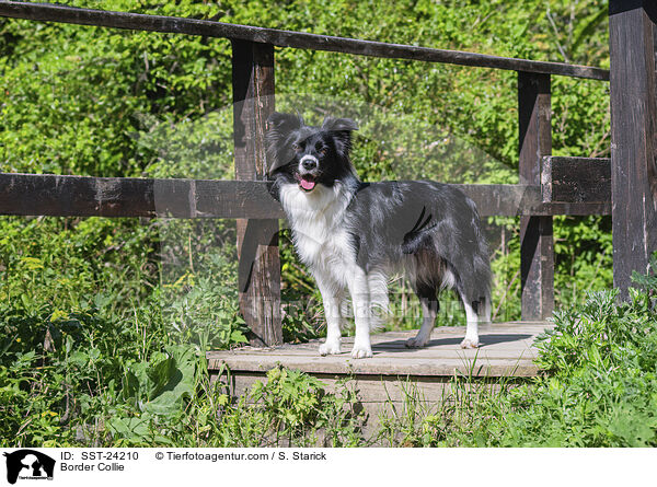 Border Collie / Border Collie / SST-24210