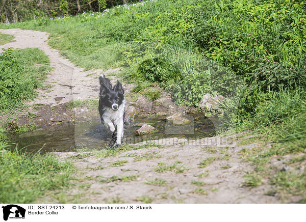 Border Collie / Border Collie / SST-24213