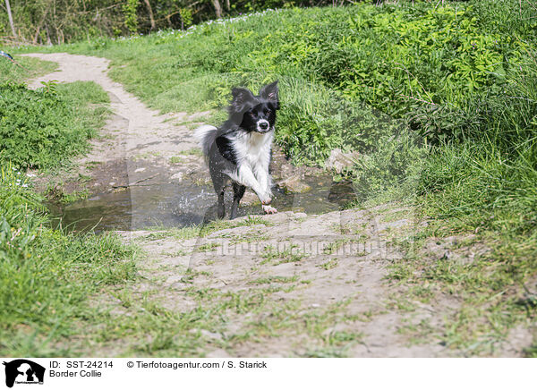 Border Collie / Border Collie / SST-24214