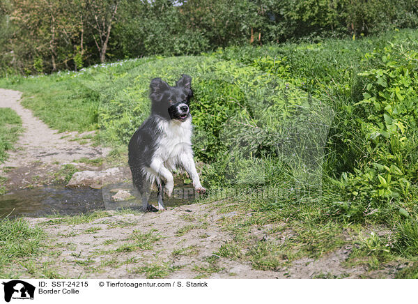 Border Collie / Border Collie / SST-24215