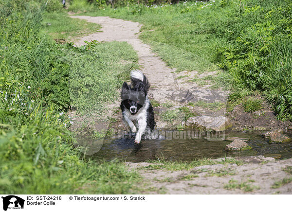 Border Collie / Border Collie / SST-24218