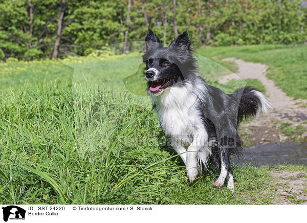 Border Collie / Border Collie / SST-24220