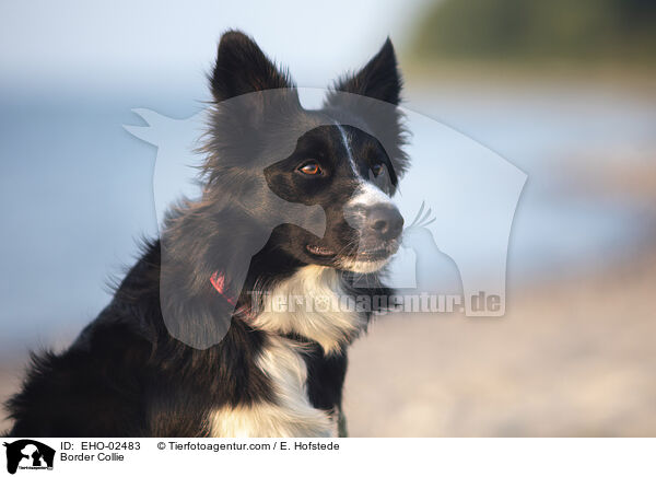 Border Collie / Border Collie / EHO-02483