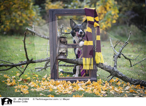 Border Collie / Border Collie / JM-20968