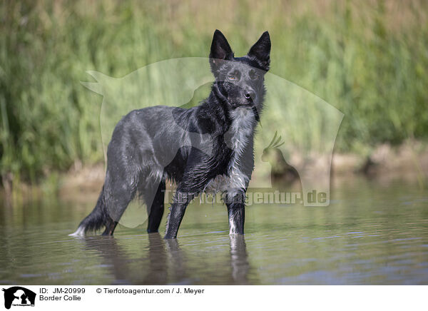 Border Collie / Border Collie / JM-20999