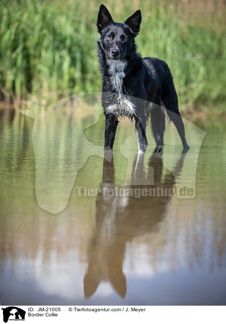 Border Collie / Border Collie / JM-21005
