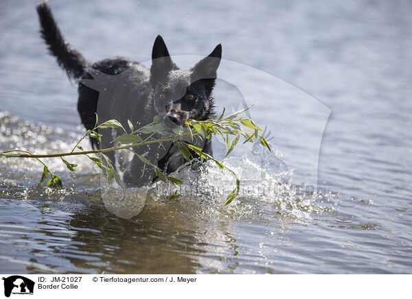 Border Collie / Border Collie / JM-21027