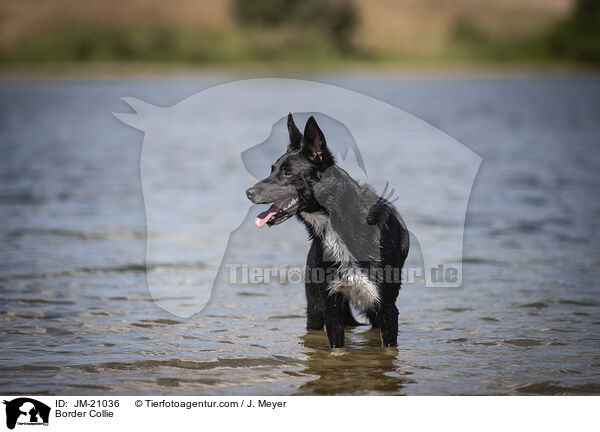 Border Collie / Border Collie / JM-21036