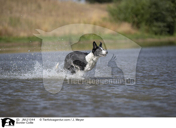 Border Collie / Border Collie / JM-21044
