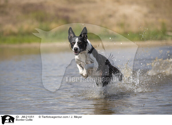 Border Collie / Border Collie / JM-21051