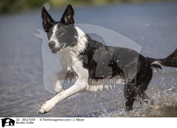 Border Collie / Border Collie / JM-21059