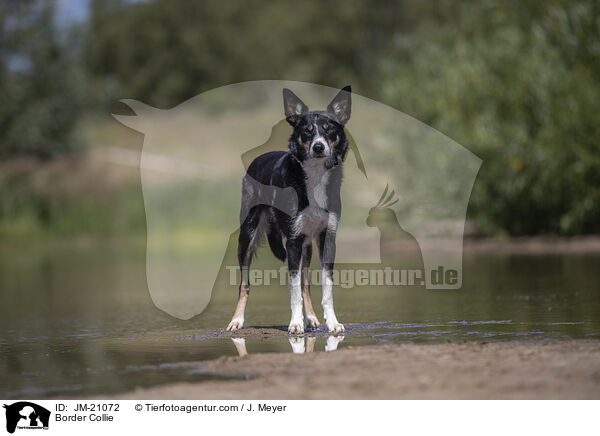 Border Collie / Border Collie / JM-21072