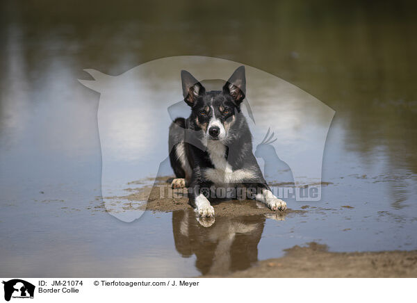 Border Collie / Border Collie / JM-21074