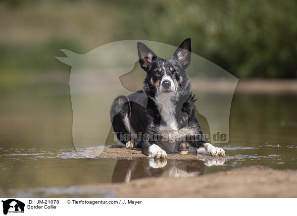 Border Collie / Border Collie / JM-21078