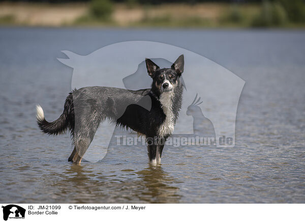Border Collie / Border Collie / JM-21099