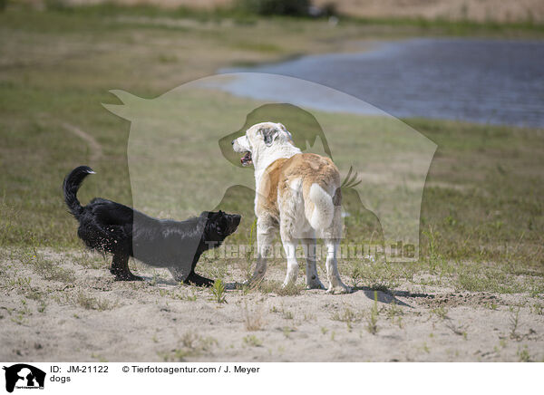 Hunde / dogs / JM-21122