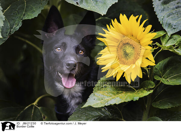 Border Collie / Border Collie / JM-21230