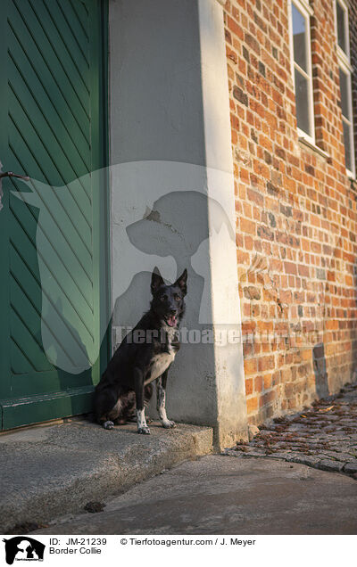 Border Collie / Border Collie / JM-21239