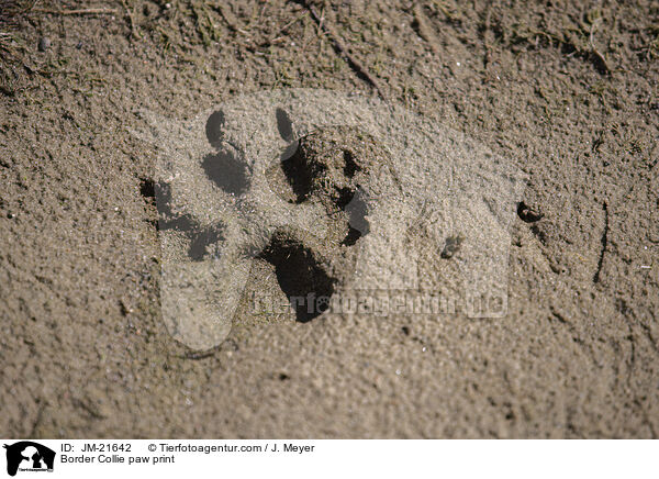 Border Collie Pfotenabdruck / Border Collie paw print / JM-21642