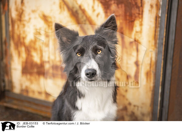 Border Collie / Border Collie / JEB-03153