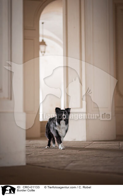 Border Collie / Border Collie / CRO-01133