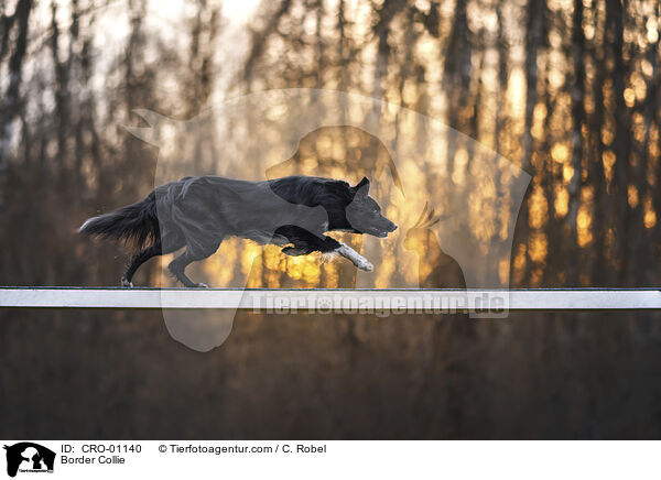Border Collie / Border Collie / CRO-01140