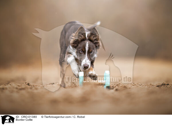 Border Collie / Border Collie / CRO-01380