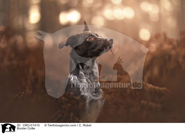 Border Collie / Border Collie / CRO-01410