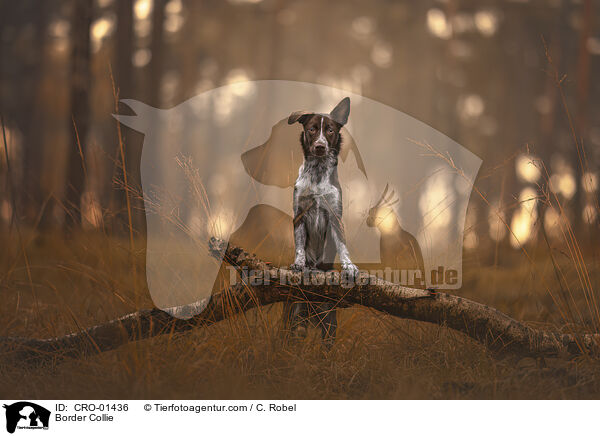 Border Collie / Border Collie / CRO-01436