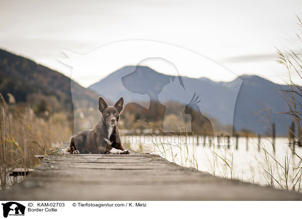 Border Collie / Border Collie / KAM-02703