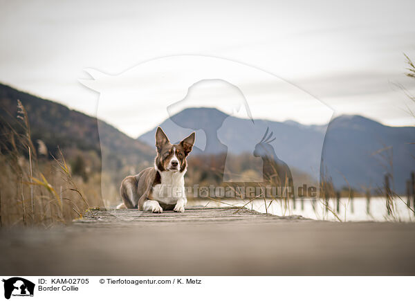 Border Collie / Border Collie / KAM-02705