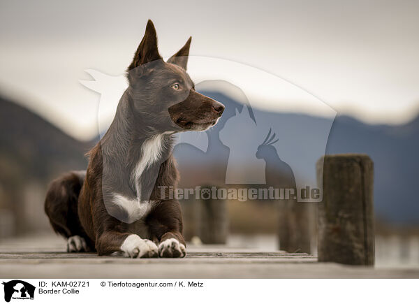 Border Collie / Border Collie / KAM-02721