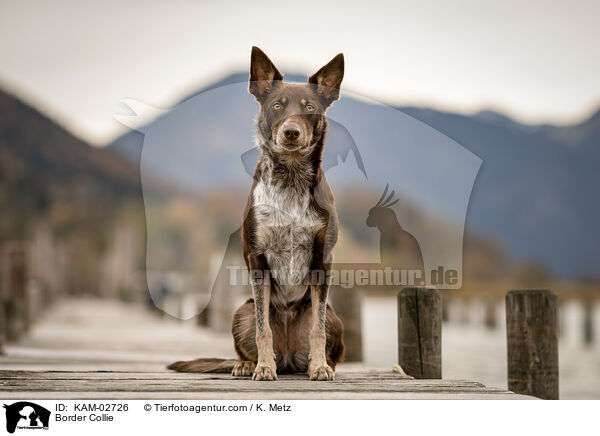 Border Collie / Border Collie / KAM-02726