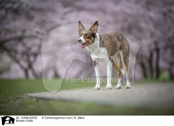 Border Collie / Border Collie / KAM-02832