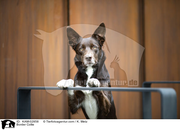 Border Collie / Border Collie / KAM-02858
