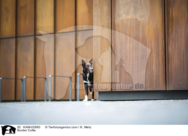 Border Collie / Border Collie / KAM-02860