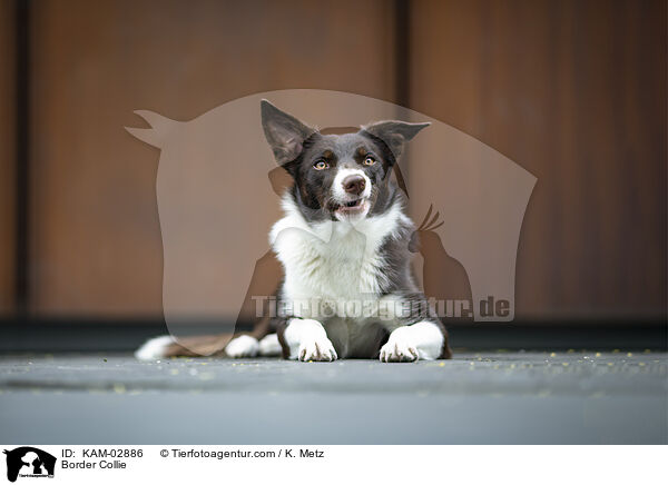 Border Collie / Border Collie / KAM-02886
