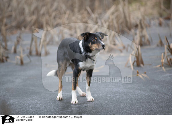 Border Collie / Border Collie / JM-22365