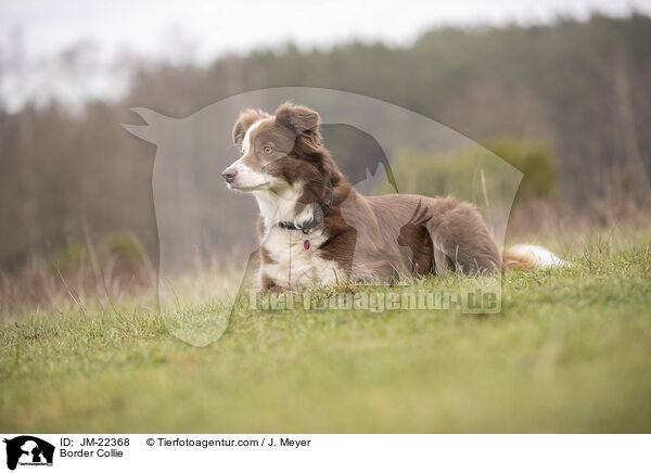 Border Collie / Border Collie / JM-22368