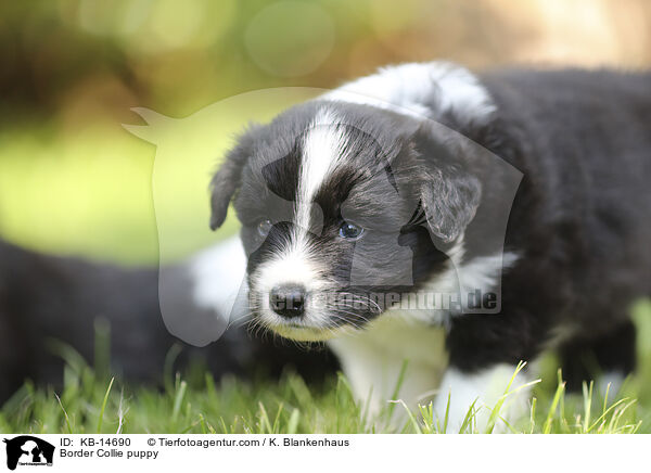 Border Collie Welpe / Border Collie puppy / KB-14690