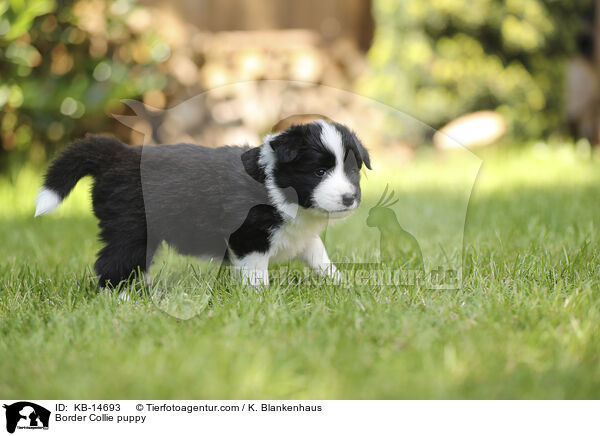 Border Collie Welpe / Border Collie puppy / KB-14693