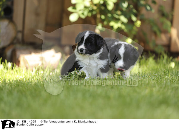 Border Collie Welpe / Border Collie puppy / KB-14695